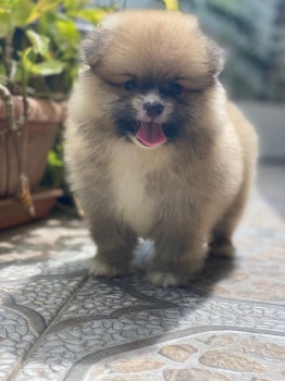 Pomerania ambos sexos