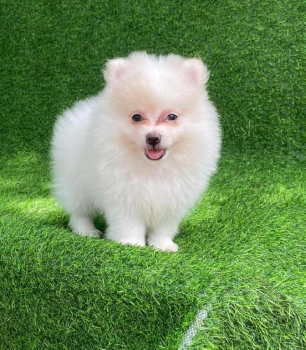 Pomerania macho