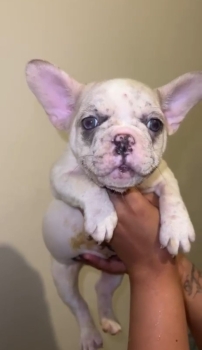 Oferta cachorro bulldog frances hembra en santo domingo y vacuna al di