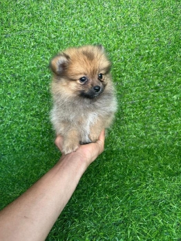 Oferta cachorro pomerania macho en santo domingo y vacunada