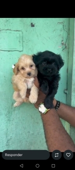 Oferta cachorro shipoo macho en santo domingo y vacuna al dia