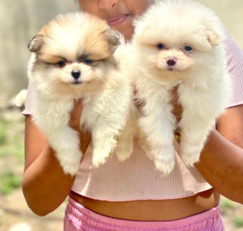 Pomerania machos