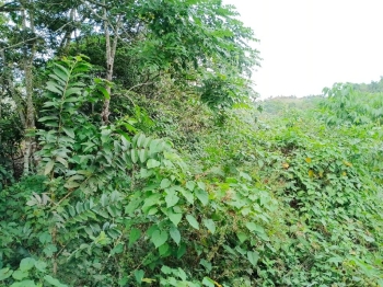 Finca de 120 tareas  con vocación agrícola en los frías en monte plata