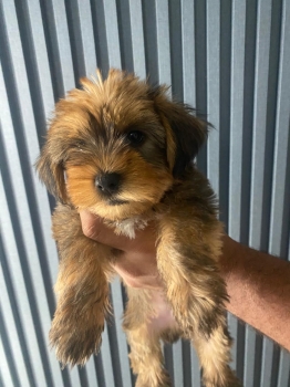 Cachorros yorkie poo