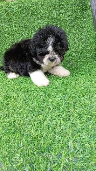 Oferta cachorro shipoo macho en santo domingo y vacuna al dia