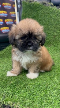 Oferta cachorro shipoo hembra en santo domingo y vacuna al dia