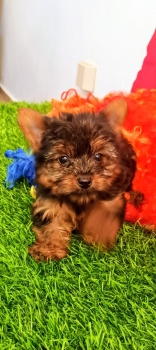 Oferta cachorro yorkie ambos sexo ubicada en santo domingo y vacuna al