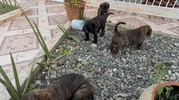 Oferta cachorro presa canario en santo domingo y vacuna al dia