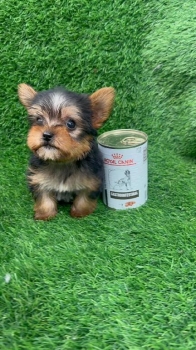 Oferta cachorro yorkie macho ubicada en santo domingo y vacuna al dia