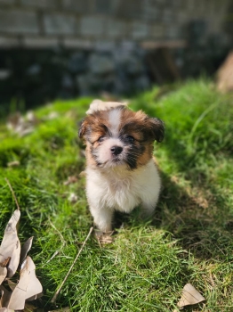 Oferta cachorro shipoo macho en santo domingo y vacuna al dia