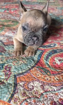 Oferta cachorro bulldog frances macho con su vacuna al dia en santo do