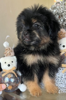 Oferta cachorro shipoo macho en santo domingo y vacuna al dia