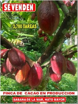 Vendo finca de 3700 tareas con proyecto cacao en sabana de la mar caca