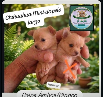 Chihuahua mini/toy de pelo largo