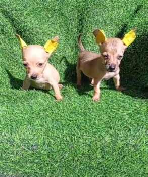 Oferta cachorro chihuahua  ambos sexo en santo domingo y vacuna al dia