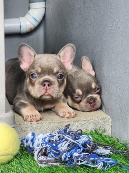 Bulldog frances ambos sexos