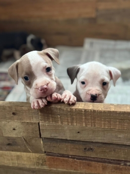 Pitbully ambos sexos
