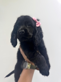 Oferta cachorro cocker spaniel hembra en santo domingo y vacuna al dia