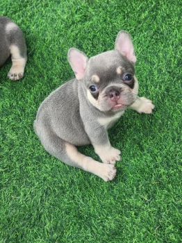 Oferta cachorro bulldog frances ambos sexo con su vacuna al dia en san