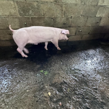 Cerdos landra verraco en venta en san cristóbal