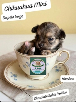 Chihuahua de pelo largo mini