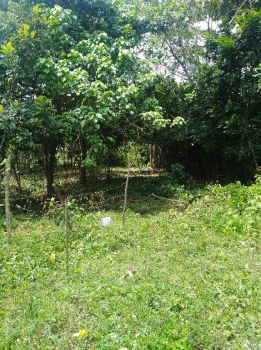 Finca sembrada de cocos/otros frutos a orilla de la circunvalacion sto