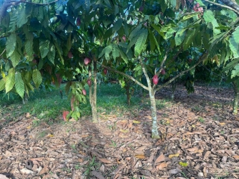 Finca de 23 tareas sembradas de cacao en monte plata