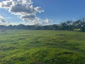 Finca de 243 tareas con vocación agrícola y ganadera en el laurel de m
