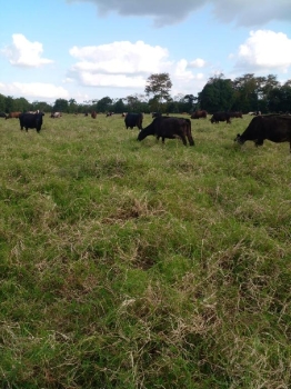 Vendo finca de 1907 tareas ganaderas con 300 cabezas de  ganado inclui
