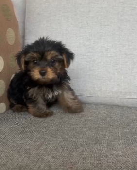 Oferta cachorro yorkie ambos sexo ubicada en santo domingo y vacuna al