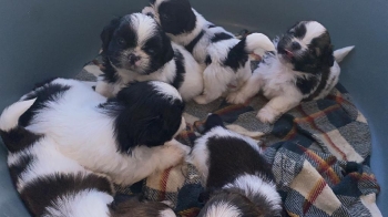 Oferta cachorro shih tzu ambos sexo en santo domingo y vacunados