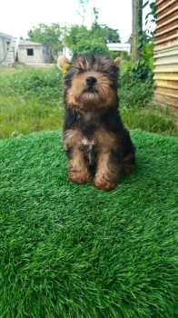 Oferta cachorro yorkie ambos sexo ubicada en santo domingo y vacuna al
