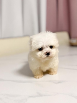 Oferta cachorro maltes hembra con pedigri en santo domingo y vacunados