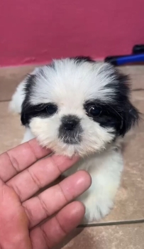 Oferta cachorro shih tzu ambos sexo en santo domingo y vacunados