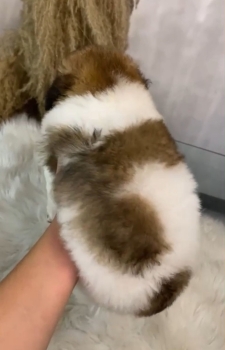 Oferta cachorro shipoo hembra en santo domingo y vacuna al dia