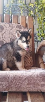 Husky siberiano hembra