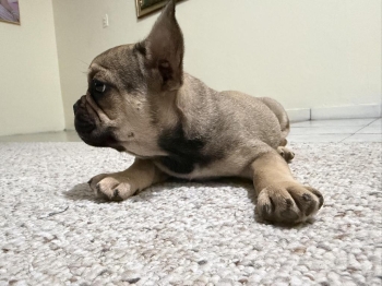 bulldog francÉs en venta