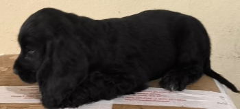 Cooker spaniel bien hermosos puras razas ????????