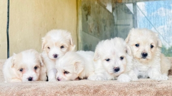 Oferta cachorro maltes ambos sexo en santo domingo y vacunados