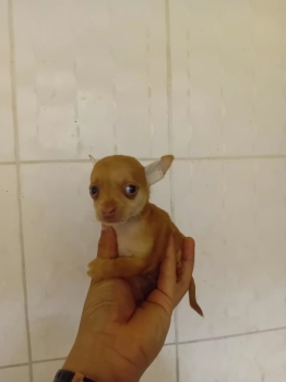 Oferta cachorro chihuahua  ambos sexo en santo domingo y vacuna al dia