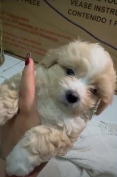 Oferta cachorro maltipoo macho  en santo domingo y vacuna al dia