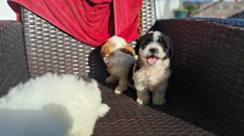 Oferta cachorro shipoo ambos sexo en santo domingo y vacuna al dia