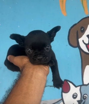 Oferta cachorro bulldog frances hembra en santo domingo y vacuna al di
