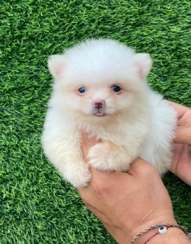 Pomerania ambos sexos