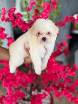 Maltipoo ambos sexos