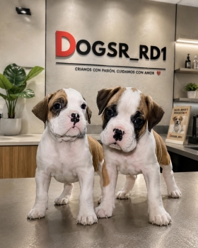 Boxer ambos sexos
