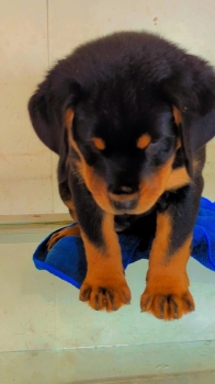 Oferta cachorro rottwailer hembra con su vacuna al dia en santo doming