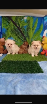 Oferta cachorro pomerania ambos sexo en santo domingo y vacunada