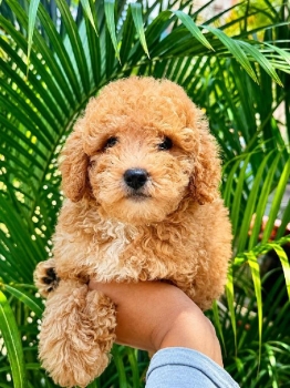 Oferta cachorro poodle toy ambos sexo en santo domingo con todo al dia