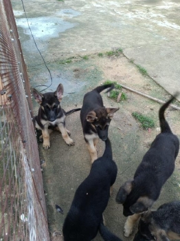 Oferta cachorro pastor aleman ambos sexo en santo domingo y vacuna al